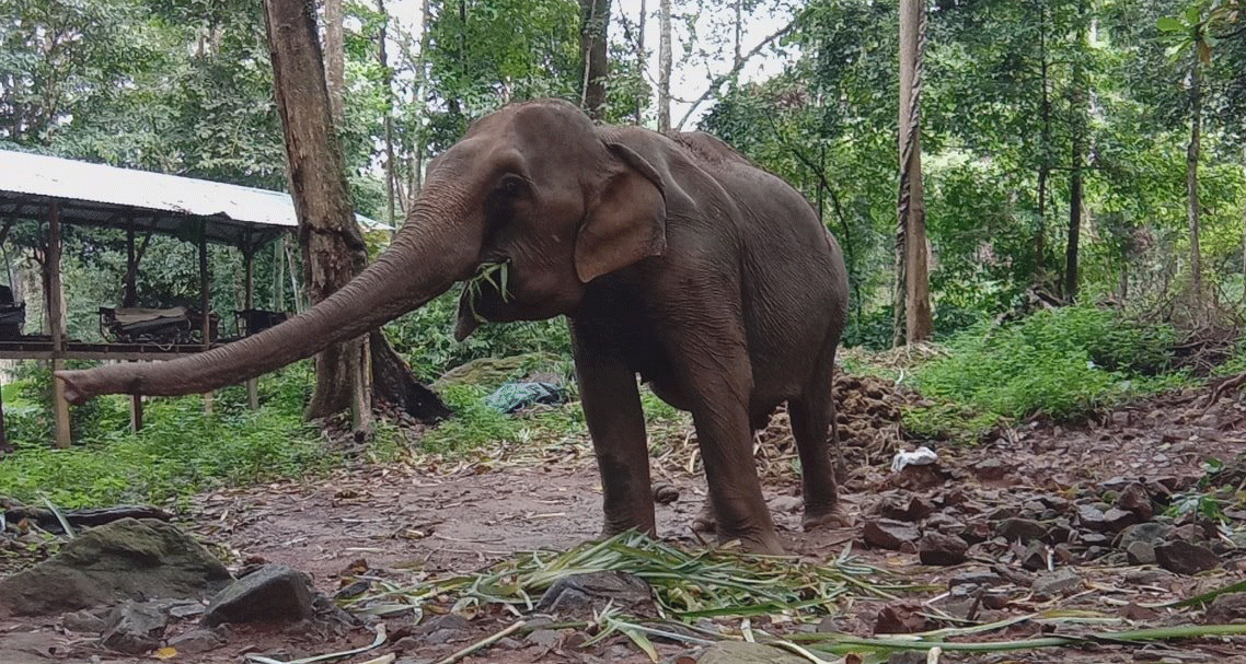 An elephant in a reserve on the island of Koh Chang