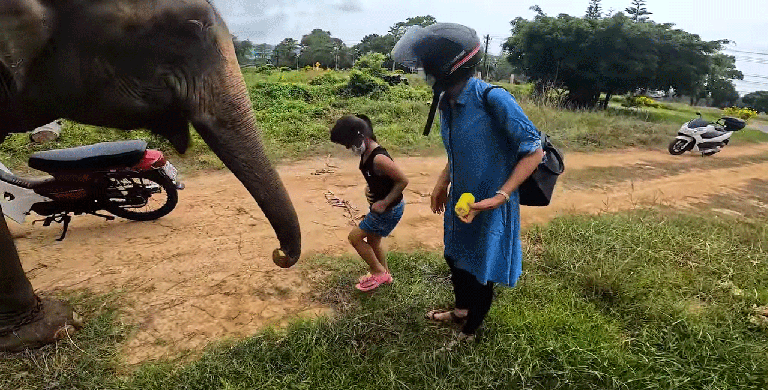 People feeding an elephant on the island of Koh Chang